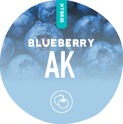 Blueberry AK
