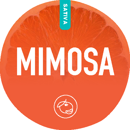 Mimosa